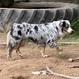 DOTTI - Miniature Australian Shepherd