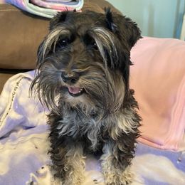 TT - Miniature Schnauzer