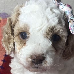 Girl 1 - Cockapoo puppy in California from Sweet Legacy Doodles