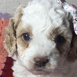 Girl 1 - Cockapoo puppy in California from Sweet Legacy Doodles
