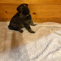 Light blue - Sable female German Shepherd puppy in Andalusia, Alabama from Keisha's German Shepherds