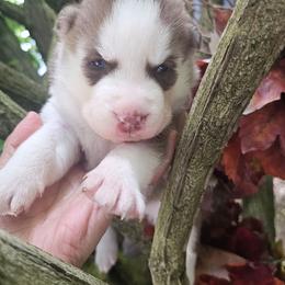 Copper - Brown and white male Siberian Husky puppy in Springfield, Massachusetts from 16acreshuskies