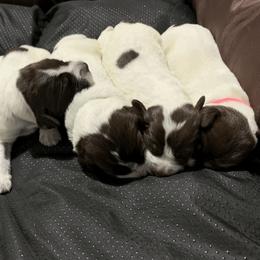 Wirehaired Pointing Griffon Puppies from Happy Hollow Griffons