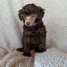Marie (purple) - Silver female Poodle puppy in Cabool, Missouri from Rafter B Farms