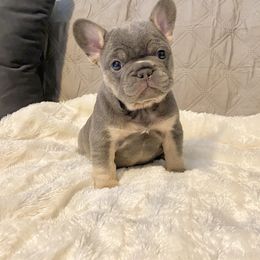 French Bulldog Puppies from Bourbon Country Bullies