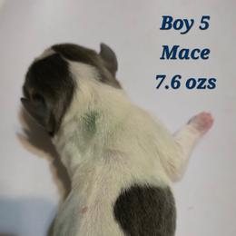 Mace - Blue male Boston Terrier puppy in Kingsport, Tennessee from Irish Heart Bostons