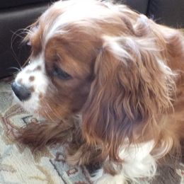 Amber - Cavalier King Charles Spaniel