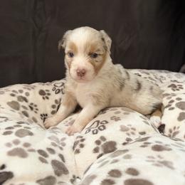 Goldie - Red merle female Miniature Australian Shepherd puppy in Apache Junction, Arizona from Circle T Mini Aussies