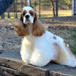 Dutton - Cocker Spaniel