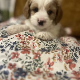 Cavalier King Charles Spaniel, Cavapoo, Maltipoo, and Poodle Puppies from Lainy's Puppies