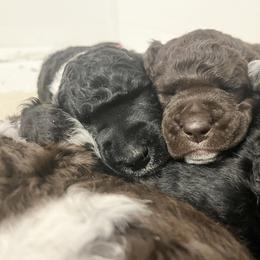 Poodle Puppies from Apricity Poodles