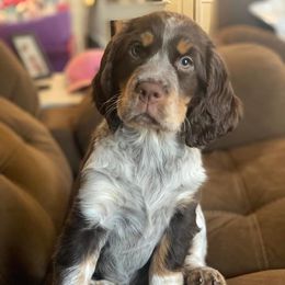 English Springer Spaniel Puppies from Sweet Southern Spaniels