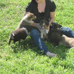 Shetland Sheepdog Puppies from September Morning Shelties