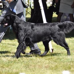 Flat-Coated Retrievers from Blixthalka Flat-Coated Retrievers