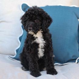 Girl 1 - Black female Bernedoodle puppy in Yuba City, California from Ranch House Doodles