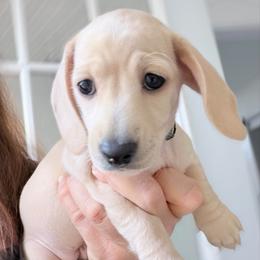 Ashley green collar - Cream female Dachshund puppy in Richmond, Virginia from Irresistible Dachshunds & Cavaliers