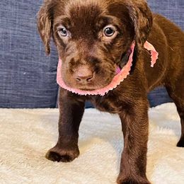 Labrador Retriever Puppies from Bush Hill Labradors
