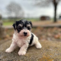 Noel - Black & tan tri-color female Morkie puppy in Oakland, Kentucky from Imperial Dogs