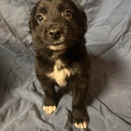 Boy 2 - Black & white male Australian Shepherd puppy in Rose Hill, North Carolina from Motega Australian Shepherds