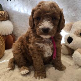 Pink girl - Red  female Goldendoodle puppy in Bristol, Tennessee from 4goldendoodles