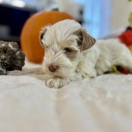 Aspen - Parti male Miniature Schnauzer puppy in Menifee, California from Moonshine’s Minis