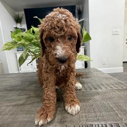 Grey - Apricot male Goldendoodle puppy in Bakersfield, California from Lavish Doodles