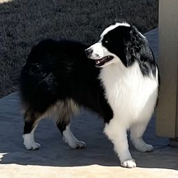 Rip  - Miniature American Shepherd