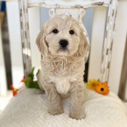 SYLVIE - Cream female Goldendoodle puppy in Mapleton, Utah from Natural Doodle Life
