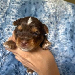 Crumpet (green) - Chocolate, tan and white male Yorkshire Terrier puppy in Parkersburg, West Virginia from Chocolate Diamonds in the RUFF