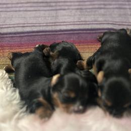 Yorkshire Terriers from Cozy Coeur Yorkies