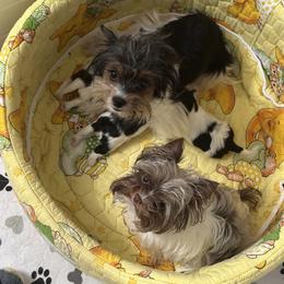 Yorkshire Terrier puppies from Lucky Star Yorkies