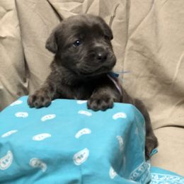 Cane Corso and Lowchen Puppies from High Royal Kennel