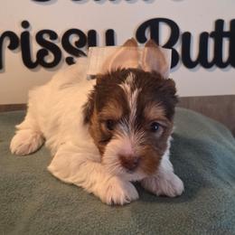 Kountree - Chocolate, tan and white female Yorkshire Terrier puppy in Clermont, Florida from Bella's Prissy Butts