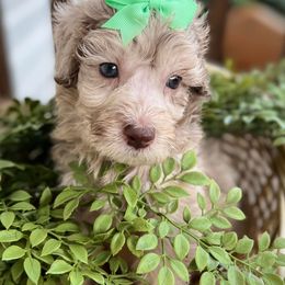 Assorted Doodle Crosses, Aussiedoodles, Cavalier King Charles Spaniels, Cavapoos, Cockapoos, Goldendoodles, and Poodles from Ooodles of Doodles