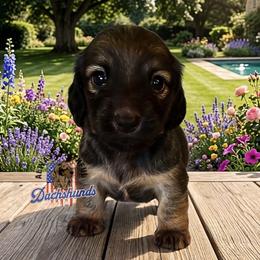 AFDs Athena - Red female Dachshund puppy in Waverly, Ohio from Always Faithful Dachshunds