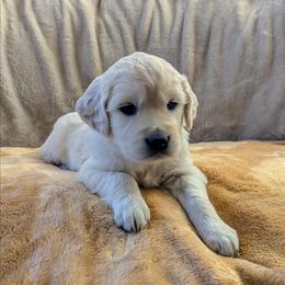 Yellow Female - Light golden female Golden Retriever puppy in Roseburg, Oregon from Unbound Goldens