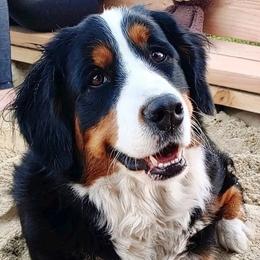 Bernese Mountain Dog All Grown Up from Triple Heart Bernese Mountain Dogs