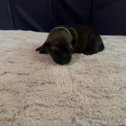 Light blue - Sable female German Shepherd puppy in Andalusia, Alabama from Keisha's German Shepherds