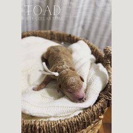 Goldendoodle Puppies from MAGNOLIA FARM DOODLES