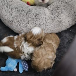 Winter - Lilac male Shih Tzu puppy in Kings Mountain, North Carolina from NC Shih Tzus by Tammy