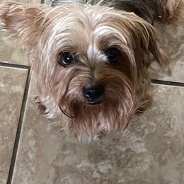 Yorkshire Terriers from Suzanne n Cindy B's Yorkshire Terriers