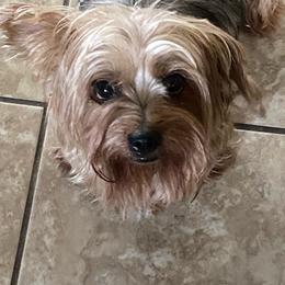 Yorkshire Terriers from Suzanne n Cindy B's Yorkshire Terriers