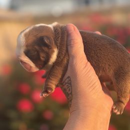 Ruby - Chocolate tri-color female Bulldog puppy in Fort Oglethorpe, Georgia from Jhuntfrenchies