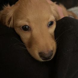 Dachshund Puppies from Teenie Weenie Doxies