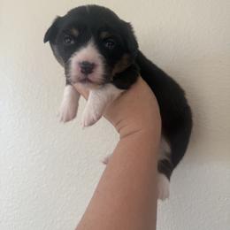 Zoey- AKC fluffy female - Black and tan female Pembroke Welsh Corgi puppy in Red Bluff, California from Wilder Ranch Corgis