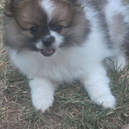 Riley - Cream sable parti female Pomeranian puppy in Littleton, Colorado from Blaylock's Pomeranian Puppies