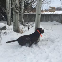 Labrador Retriever All Grown Up from Rocky Mountain Dogs - Utah