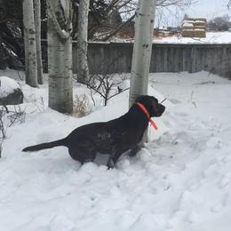 Labrador Retriever All Grown Up from Rocky Mountain Dogs - Utah