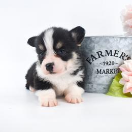 Forrest - Black and tan male Pembroke Welsh Corgi puppy in San Antonio, Texas from Moxxi's Legacy Corgis