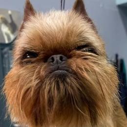 Brussels Griffon and Whippet Puppies from Patti Fitzgerald